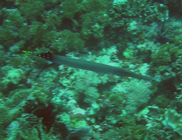 Aulostomus chinensis 00432.JPG